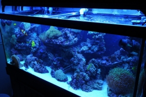 tank2
