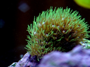 green star polyps