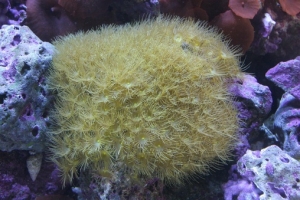 Yellow polyps