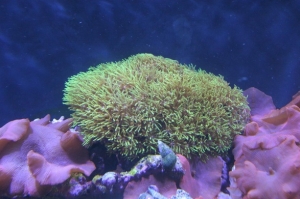 Green Stars