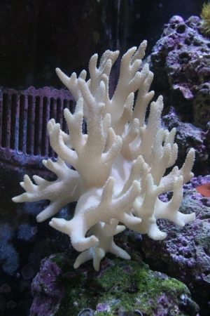 Coral