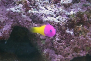 Fish