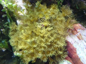 yellow polyps