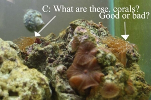 2 corals? these just grew off the rock :S