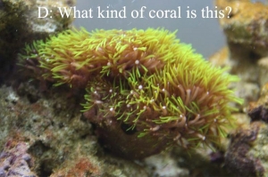 Green Coral what kind is it?