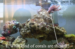 2 tree like corals, not sure what kind are they?