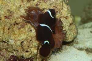 Maroon Clown smothers anemone constantly. Anyone know what kind of anemone it is?
