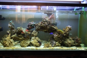 Fish Tank Front Photo