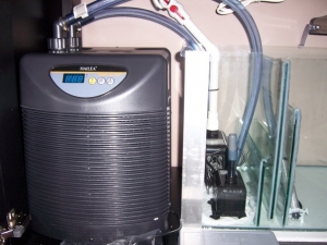 hailea 300 chiller (not its final resting place, moving outside)