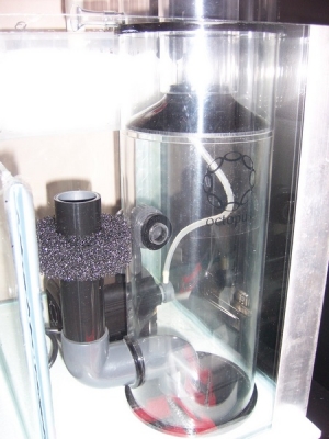 skimmer reef octopus