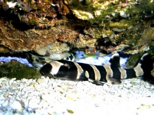 shark