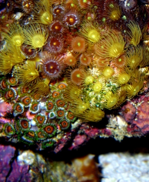 polypsyellow