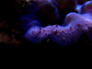 my tridacna