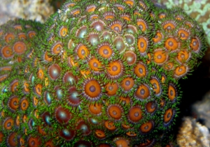 polyps