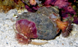 anem hermit