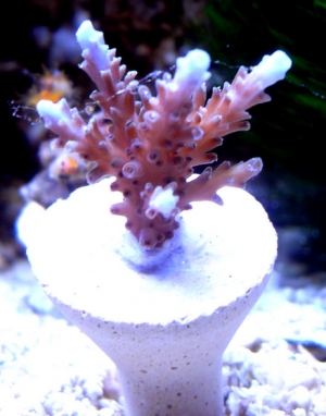 acupora