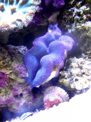 clam