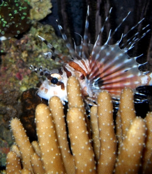 fingerlion