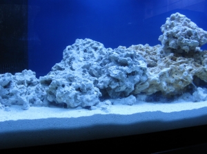 marco rocks and live sand