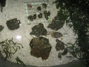 update of old refugium