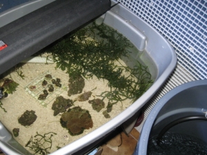 refugium