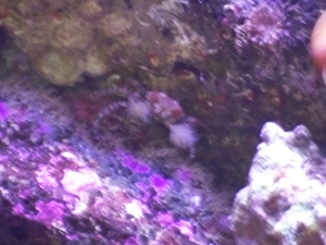 punchy-Boxer crab