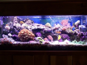tank 4-6-09