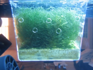 Refugium