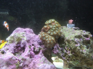 green zoos, from world wide corals!