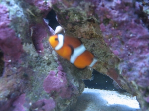 Clownfish Hiding