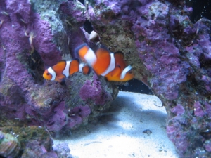 Pair of Clown Fish