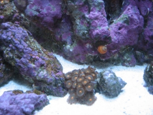 Zoanthids, Snail taking a walk from the Glass back to the LR