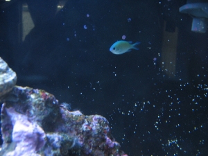 Chromis being Shy