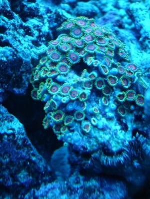 Antic RGB zoas  I love this pic