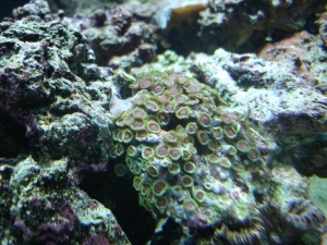 RGB zoas