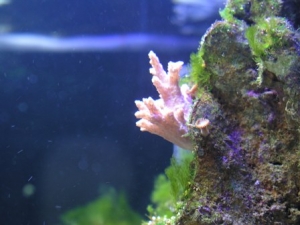 Finger Leather Coral