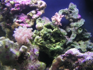 finger and frogspawn