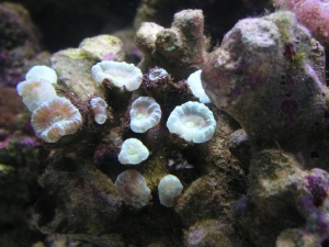 Candy Cane Coral
Looking a little bruised <?>