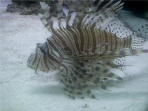 lionfish