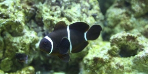 maroonclown