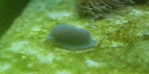 sand mushroom