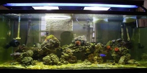 tank 22/04/09