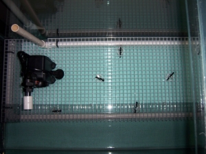 under live rock cleaner 4