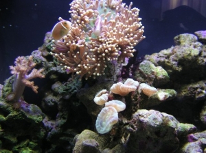 Clown's & Anemone