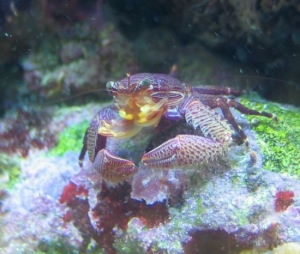 porcelain crab