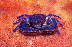 porcelain crab