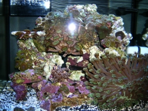 This is a one year and 4 month set up.  Some death occurred in 08 during a hurricane outage but the tank is now fully recovered.