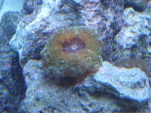 ID Please