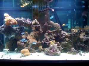 The front of my tank