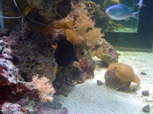 My black tang Obama